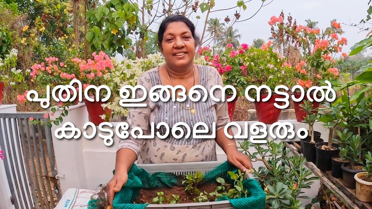 പുതിന ഇങ്ങനെ നട്ടാൽ കാടുപോലെ വളരും  