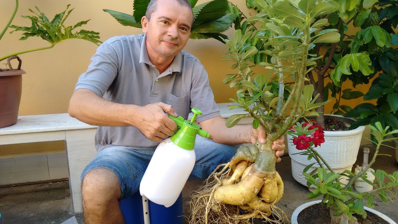 Rosa do deserto: como e quando levantar o caudex.