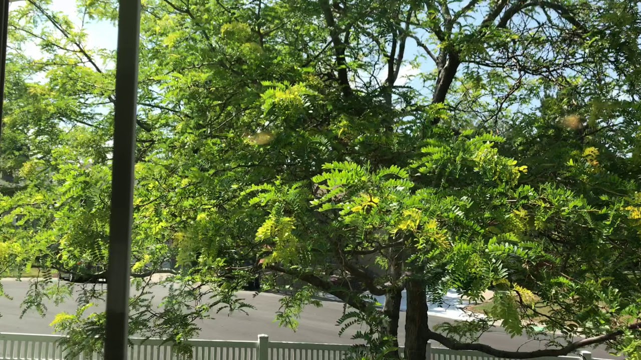 A lesser greenfinch bird in slow motion