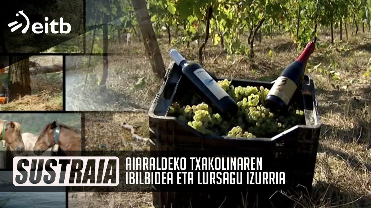 SUSTRAIA: Aiaraldeko txakolinaren ibilbidea eta lursagu izurria