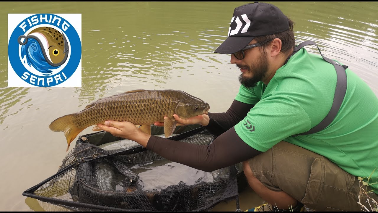 Carpe a feeder : i piccoli mostri del monster lake