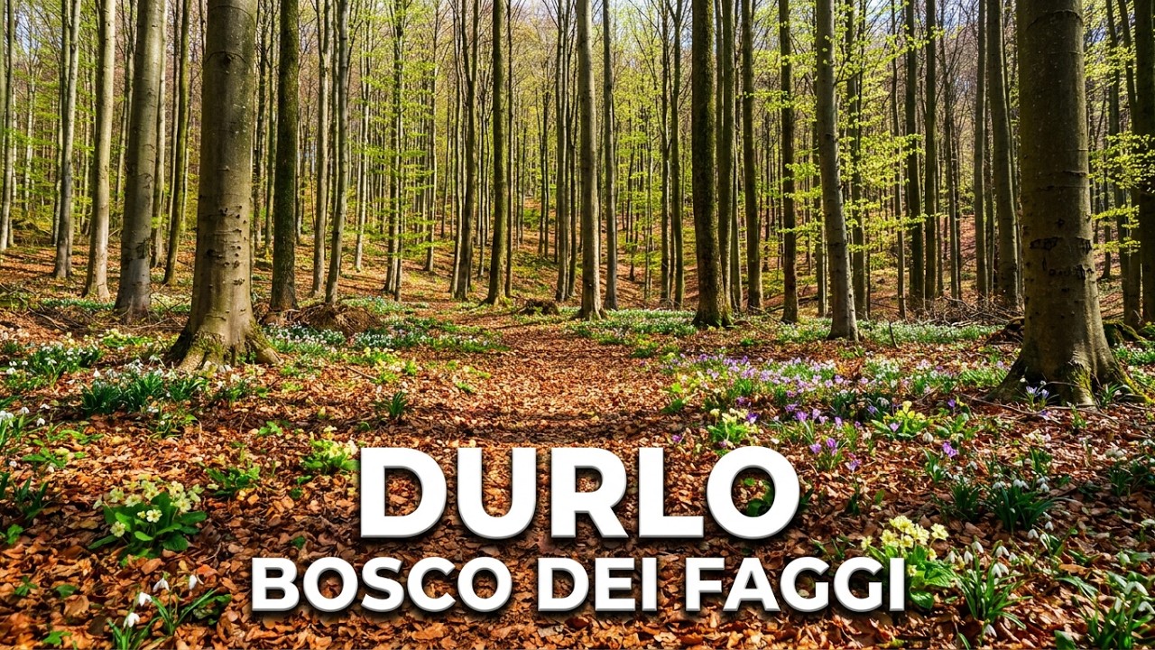 Durlo di Crespadoro (VI) Bosco dei Faggi - Marzo 2023