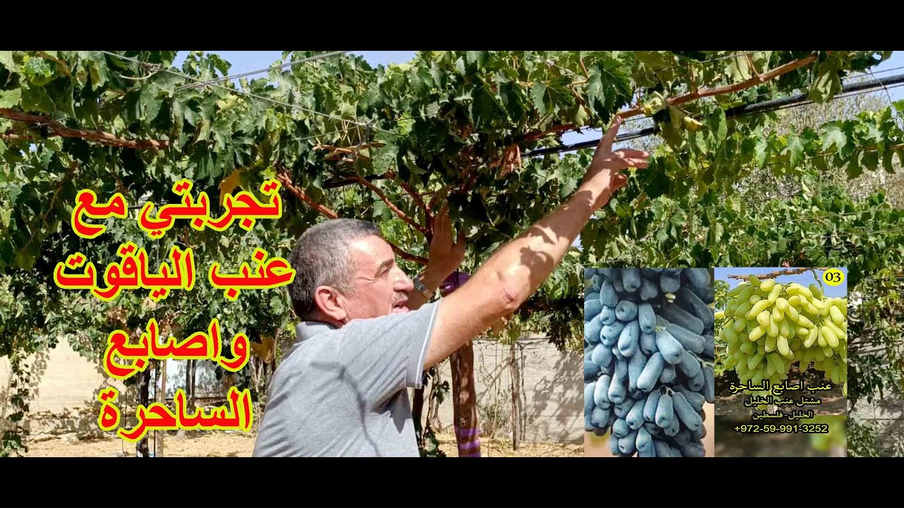 تجربتي مع زراعة عنب الياقوت واصابع الساحرة  MoonDrop Grapes: The Sweetest Secret in the Fruit World