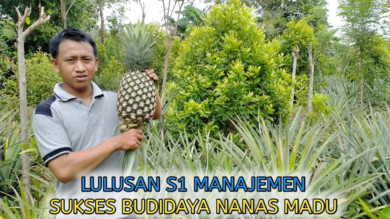 PEMUDA ASAL BANTAENG INI SUKSES BUDIDAYA NANAS MADU, PENJUALANNYA SAMPAI MENEMBUS PASAR MODERN❗