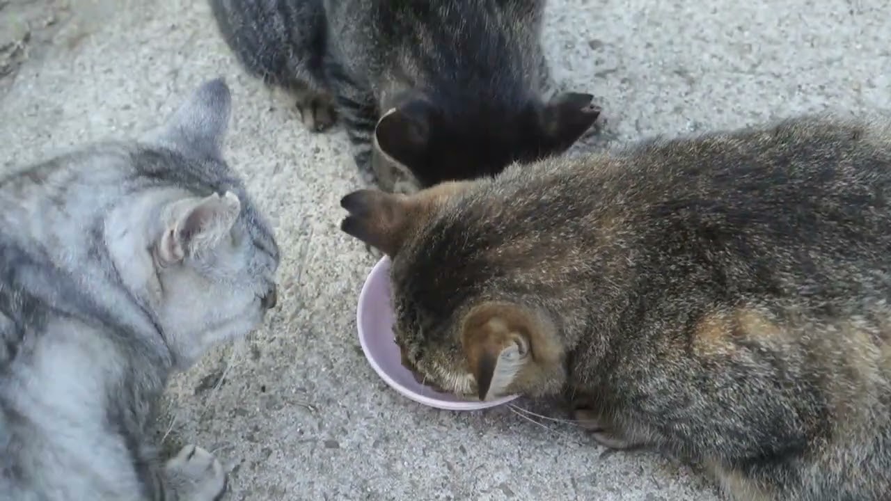 【Cat Video】 meowmeow Happy 