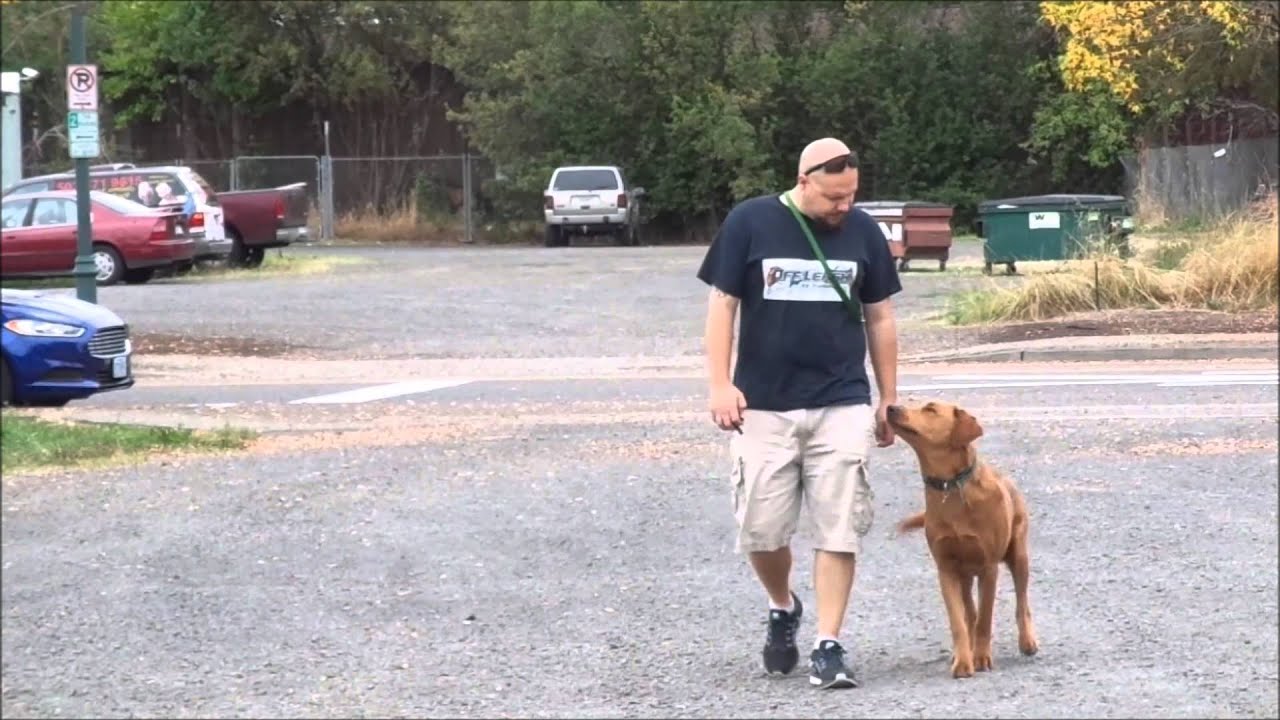 GSD/Lab Before and After Video Best Dog Training in Portland Oregon