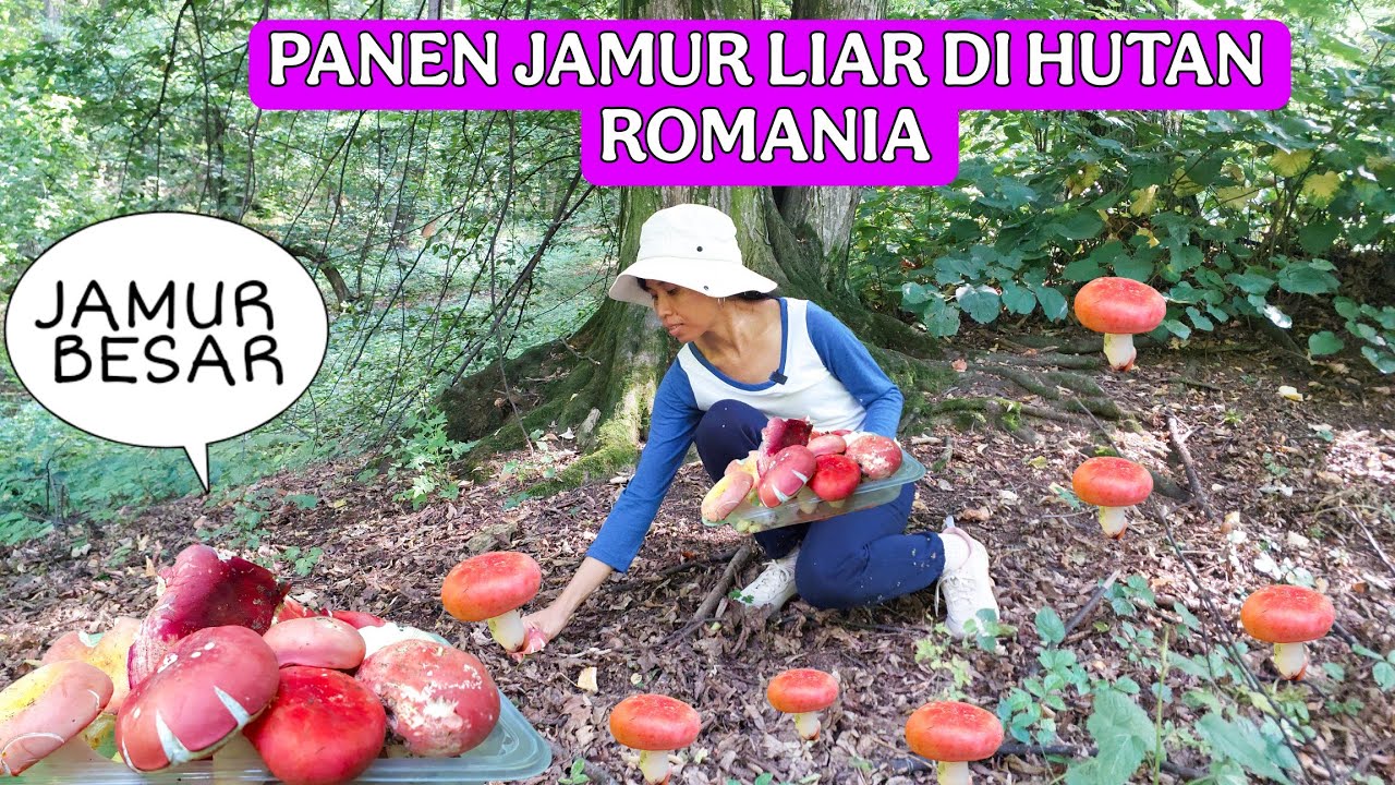 PANEN JAMUR LIAR DI HUTAN ROMANIA || DAPAT JAMUR LIAR BESAR BESAR