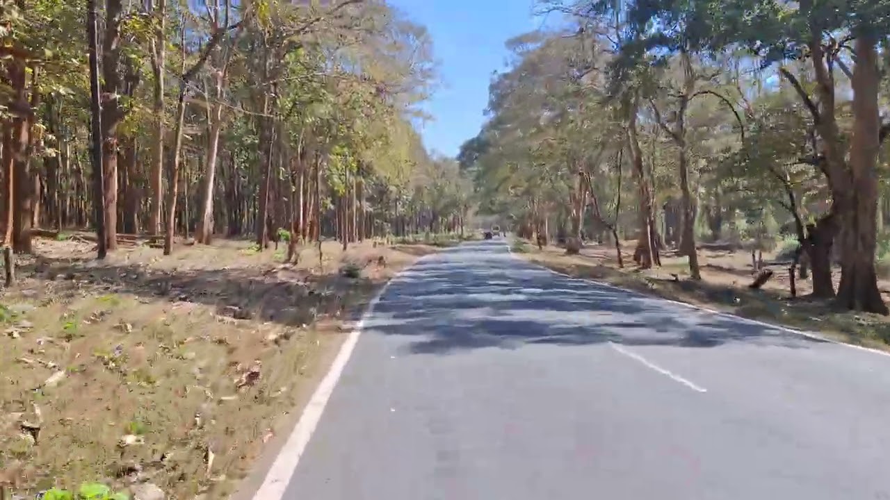 🌲 Thorapalli to Theppakadu Ride | Wonderful Forest Views All Around