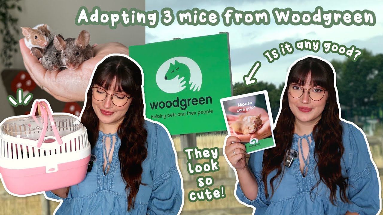 Come with me to adopt 3 mice from Woodgreen