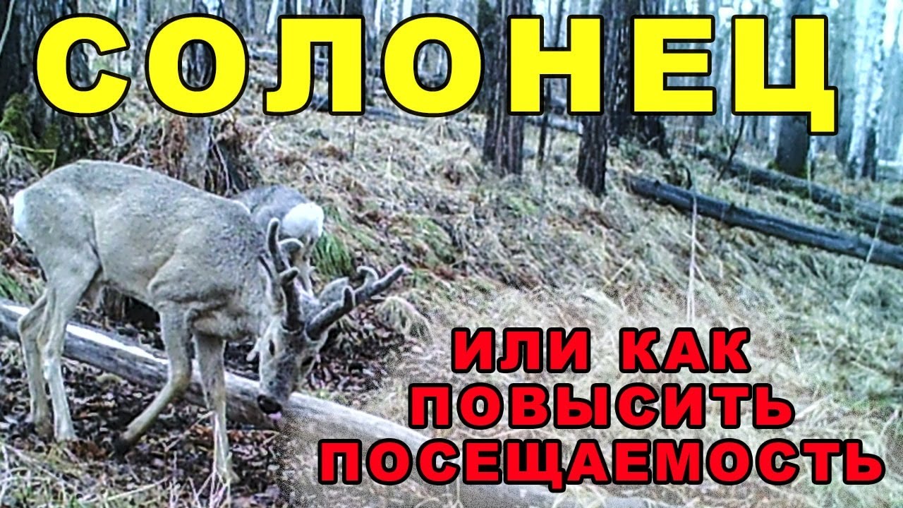 Солонец или как повысить посещаемость