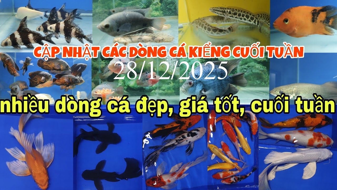 CẬP NHẬT VÀ BÁO GIÁ CÁC DÒNG CÁ KIỂNG CUỐI TUẦN MỚI NHẤT 28/12/2025