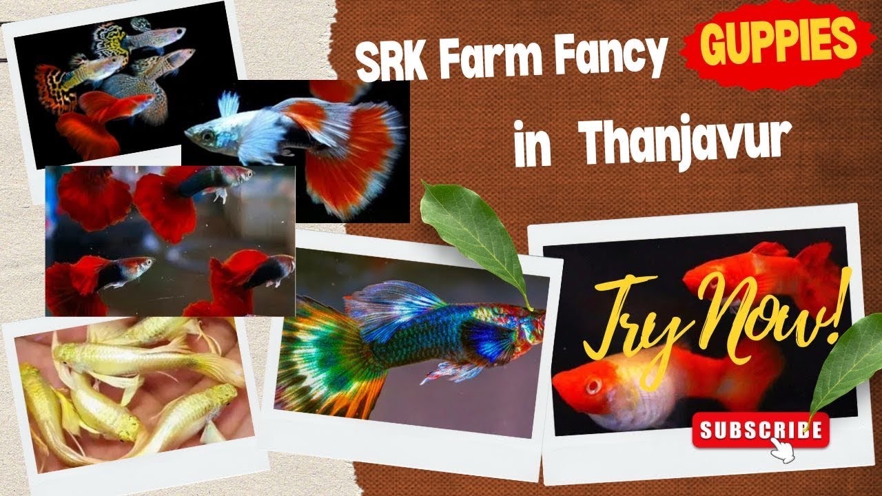 Online Premium Fancy Guppy fish for sales in Thanjavur, Tamilnadu
