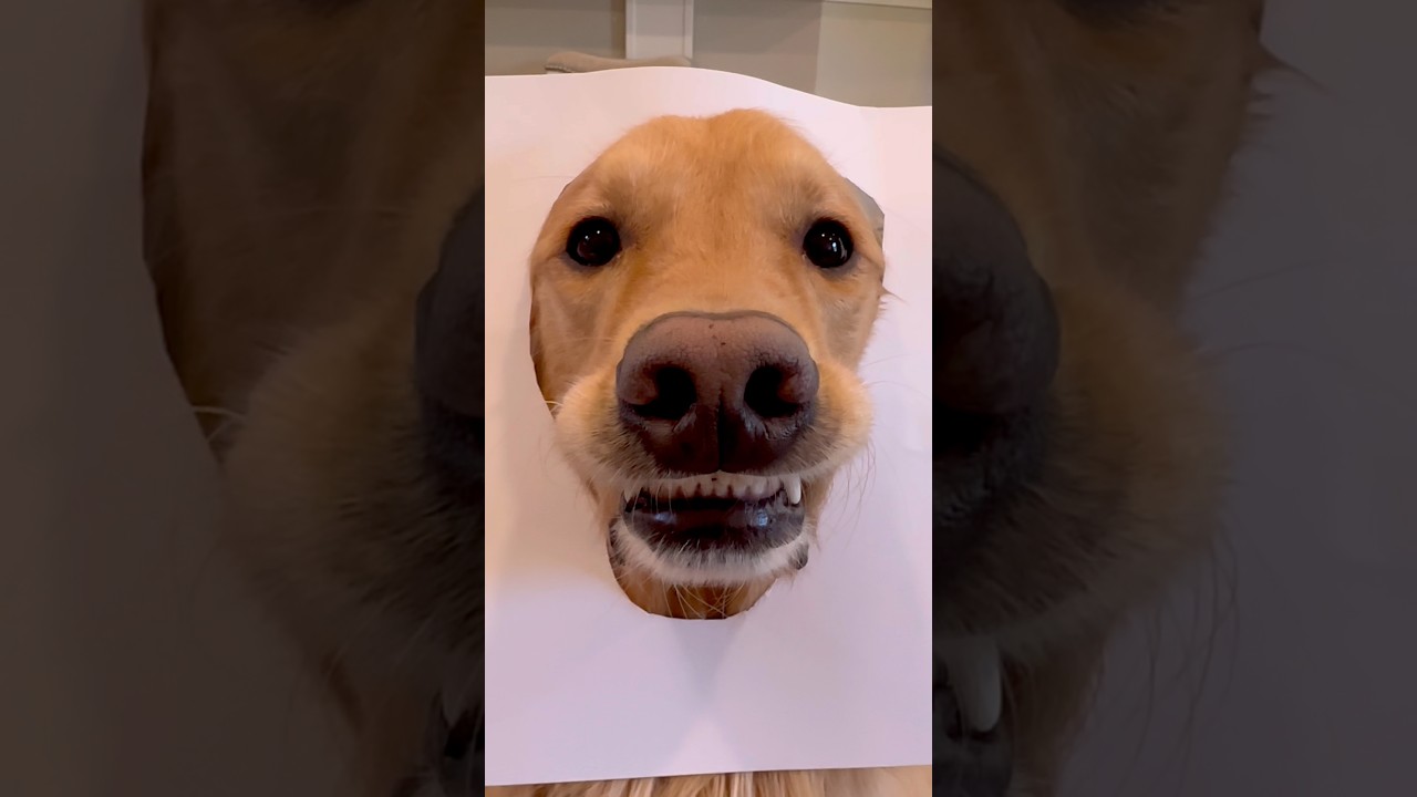 Drawing my dog!