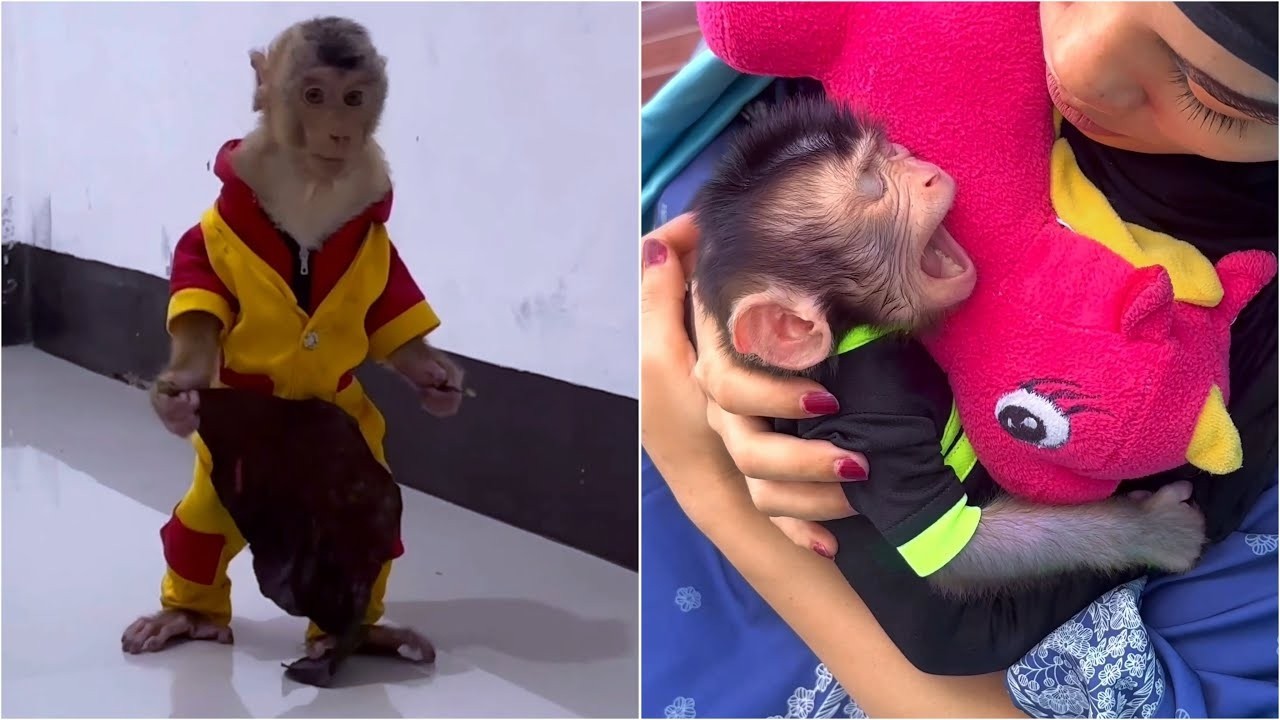 Alpha disturbs Mommy who is looking after Baby Dino with dirty clothes after playing in the rain