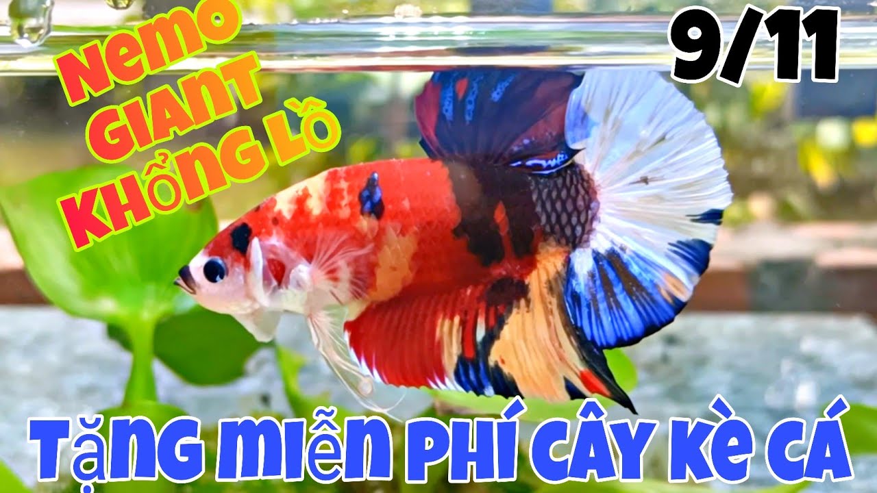 Đợt cá Betta GIANT Khổng Lồ Sale ĐẸP + RẺ NHẤT 9/11/2024 | Chuyên cung cấp Betta Giống Chất Lượng.