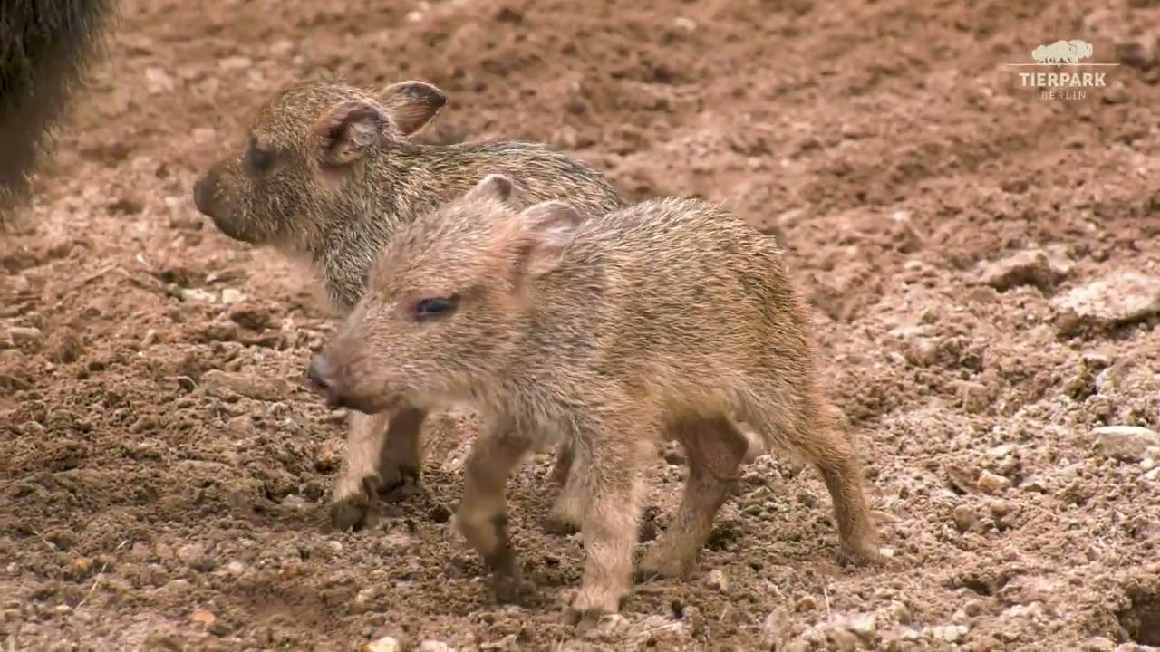 Nachwuchs bei den Chaco-Pekaris im Tierpark Berlin - Chacoan peccary offsrping at Tierpark Berlin