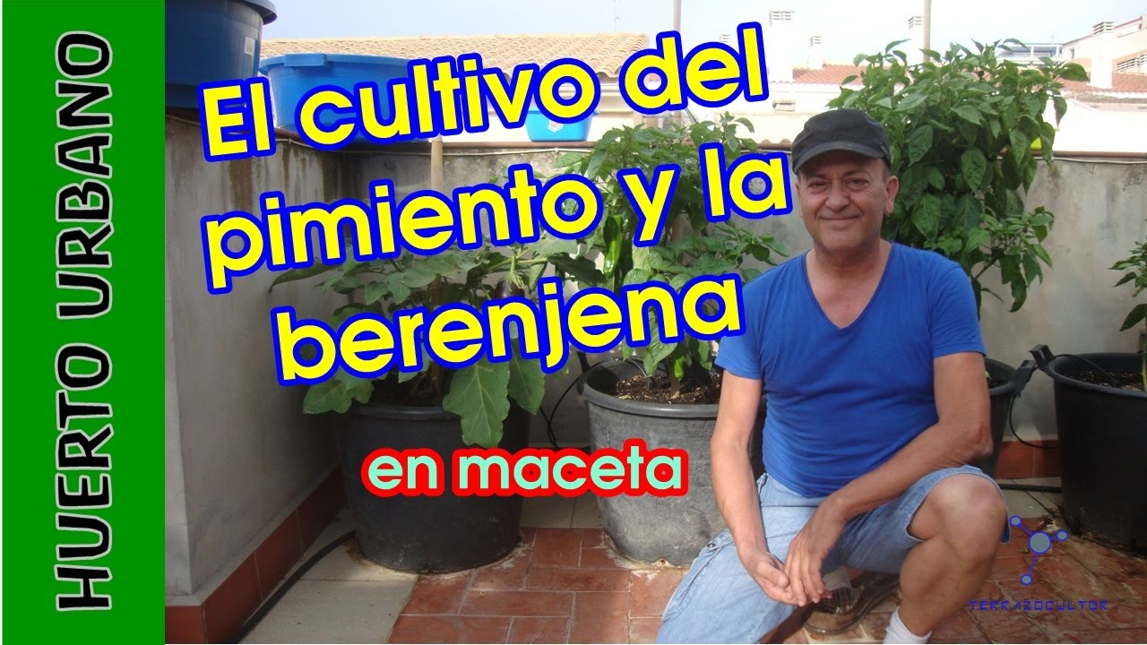 Cultivo del Pimiento y la berenjena #HuertoUrbano