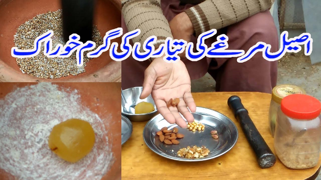 Aseel Murga ki tayyari ki gamar khuraki /Aseel Murga ki tayari ki khurak Aseel Powerfull khurak