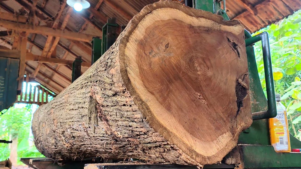 Amazing!! Russian President imports teak wood worth 10 million dollars making fishing boats. Sawmill