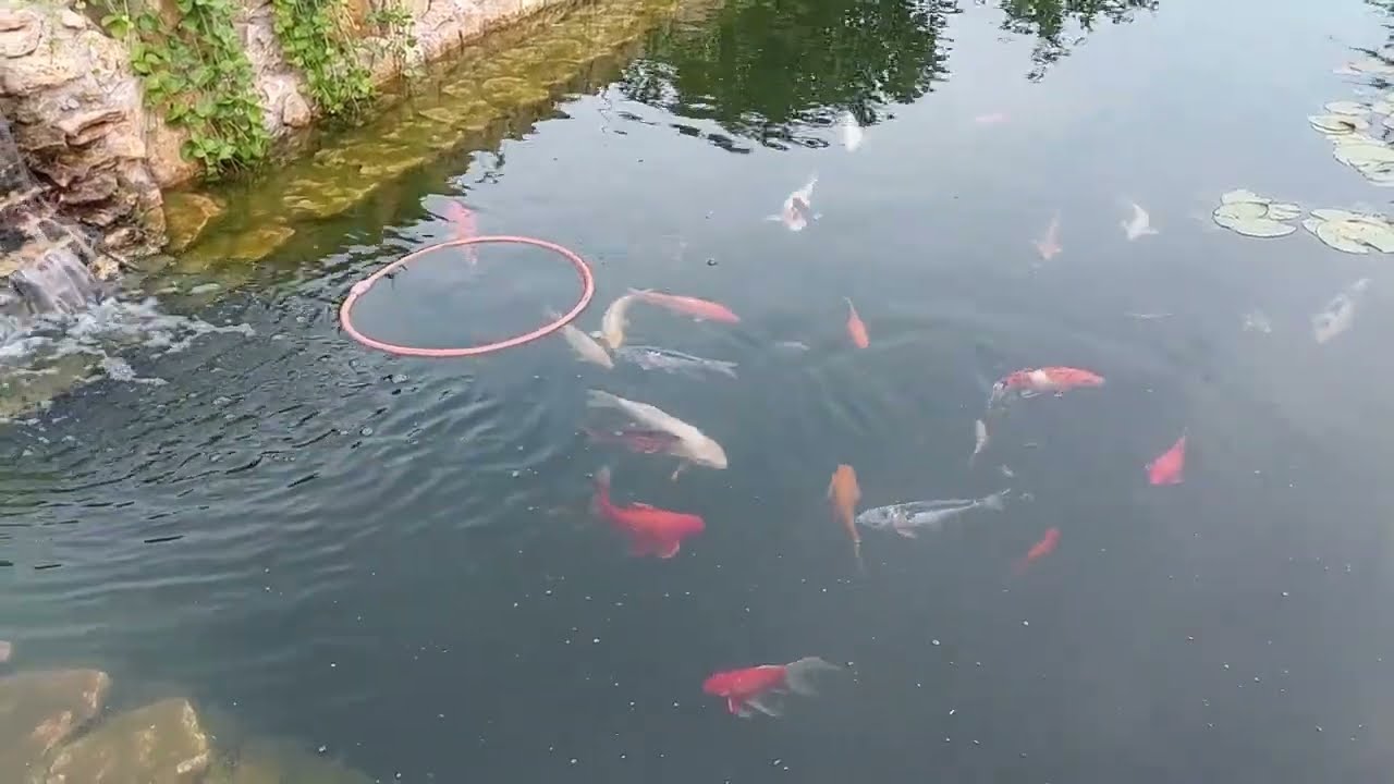 СВОЙ ПРУД