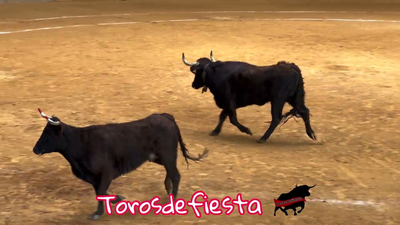 Arnedo matinal vacas día 23 marzo 25 Ganadería Basarte