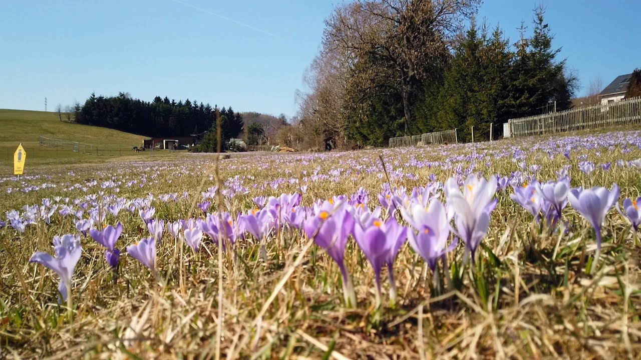 Unser schönes Erzgebirge, Teil18 Krokuswiesen Drebach