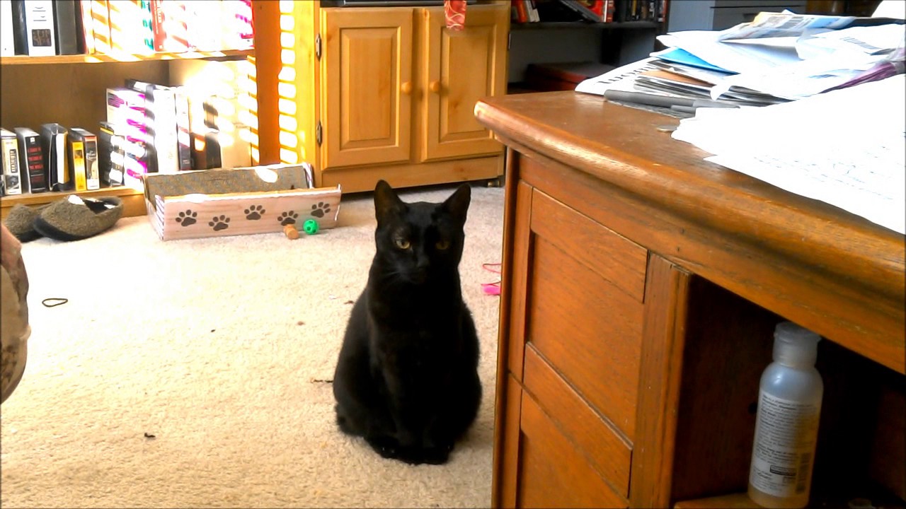 Nyx the less than entirely decisive mini-panther.