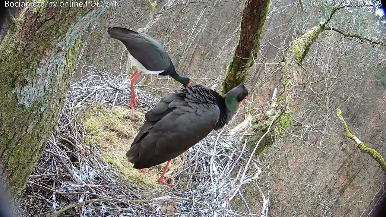Nowa samica Bawarka AL635 w gnieździe w Połczynie / New female Bavarian AL635 in the nest in Połczyn
