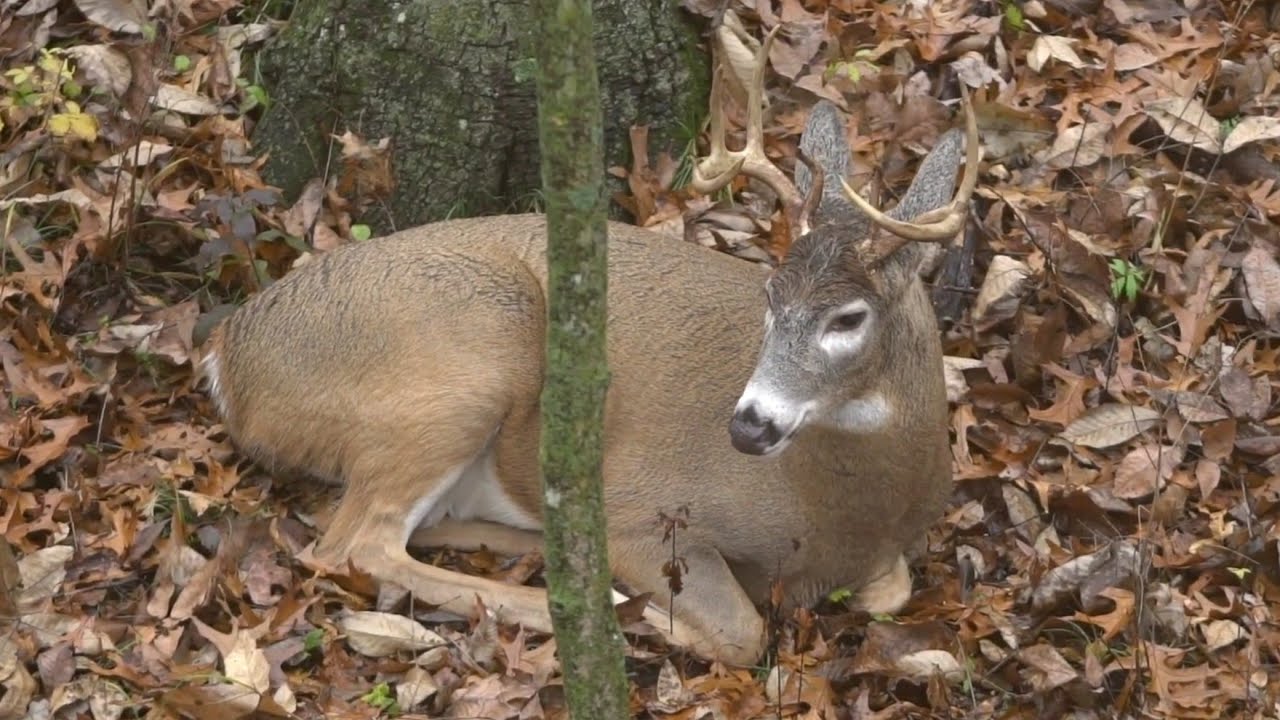 Top 5 Deer Hunting Myths