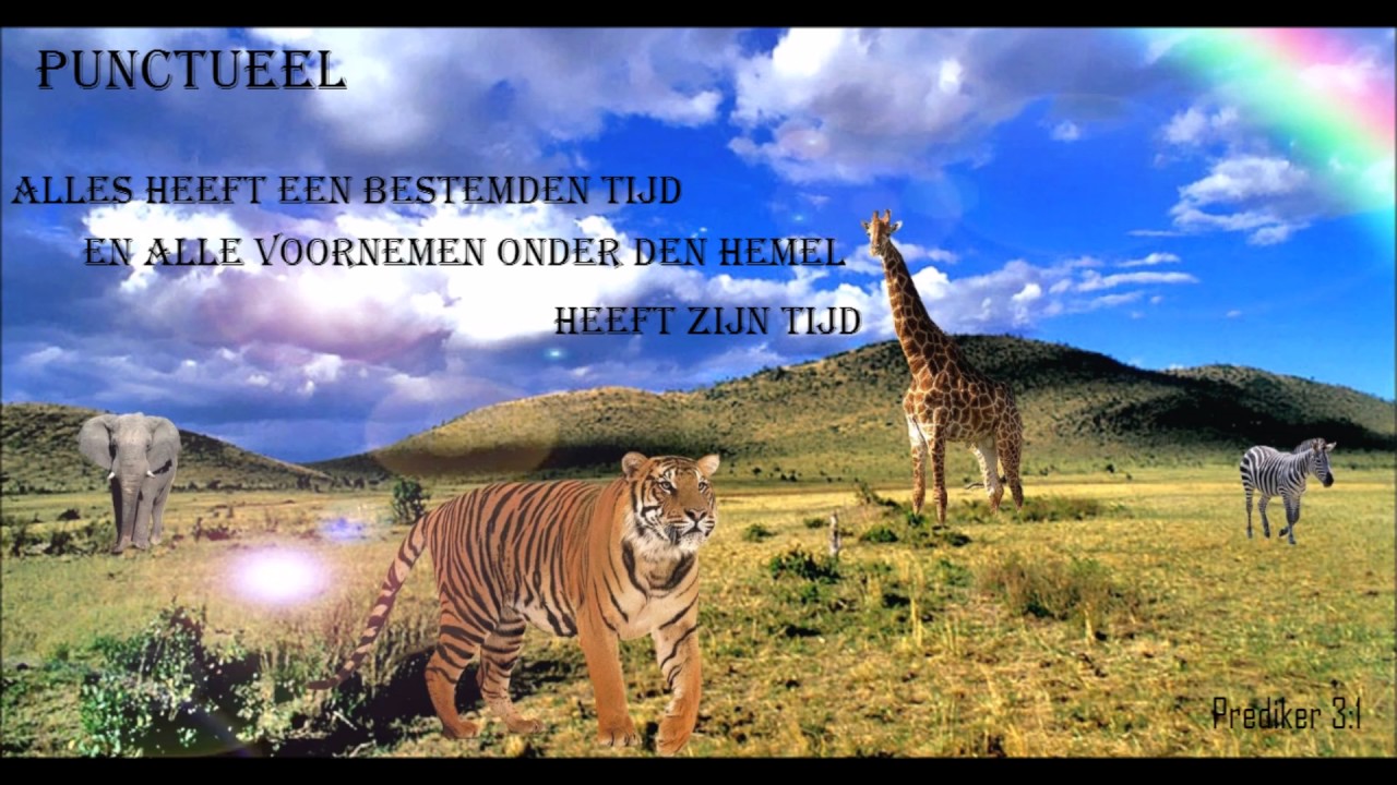 Punctueel - Bijbelse overdenkingen - meditatie M20 - 2017 - Wilco Vos