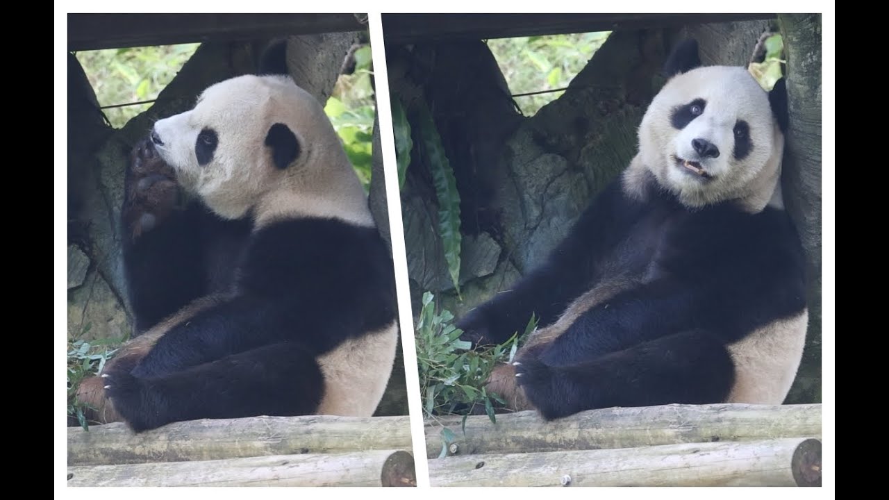 20260129 吃竹幾度咬手手 圓寶可愛頻回眸(午餐) Giant Panda Yuan Bao