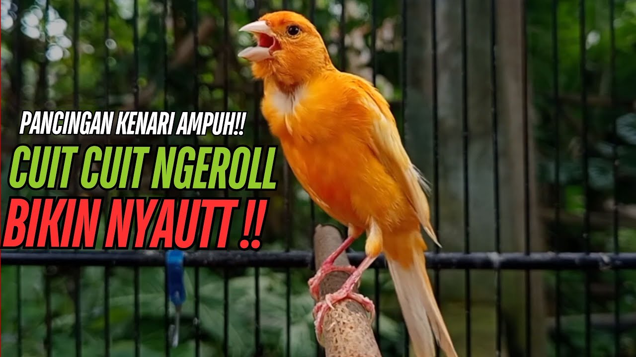 SUARA Kenari GACOR PANJANG Pancingan & masteran Kenari Paud AGAR gacor AMPUH Kenari MACET bunyii