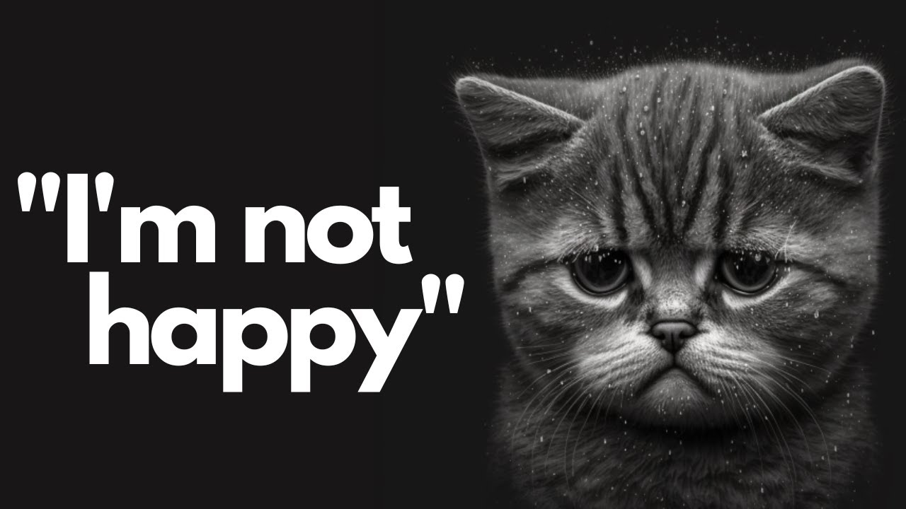 7 WORST Mistakes Not To Make with Your Cat