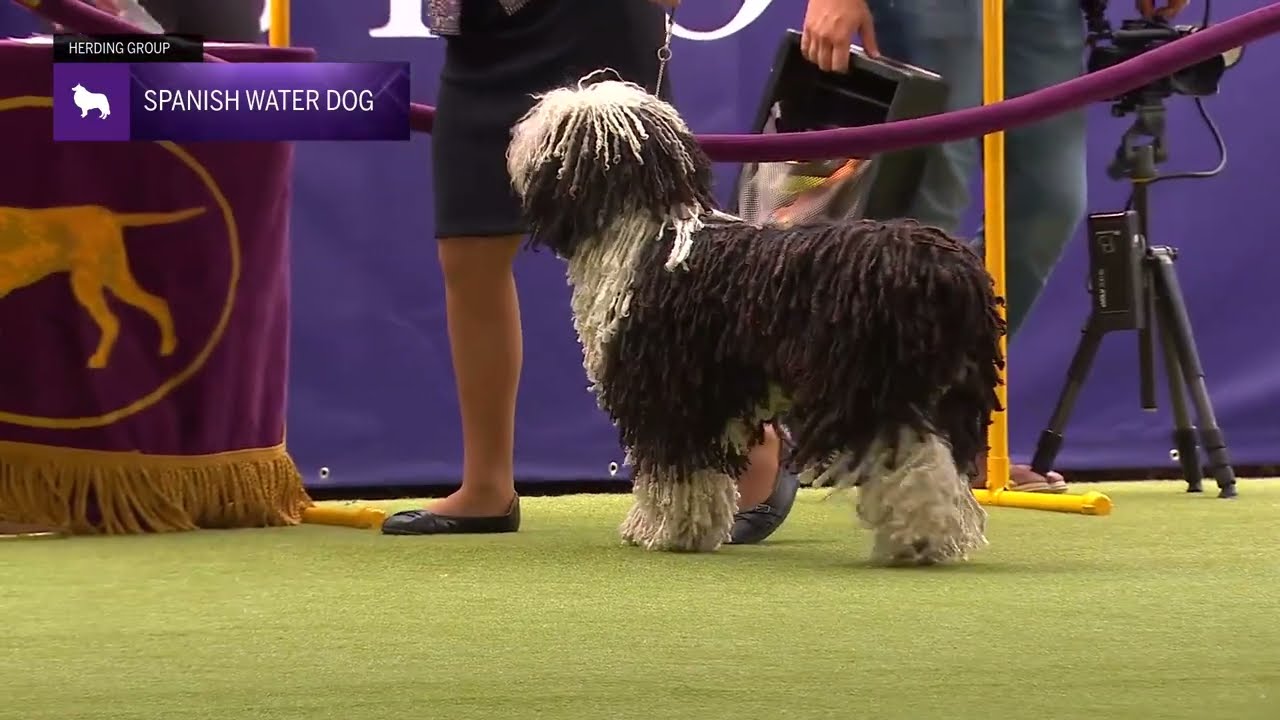 Spanish Water Dogs | Breed Judging 2024