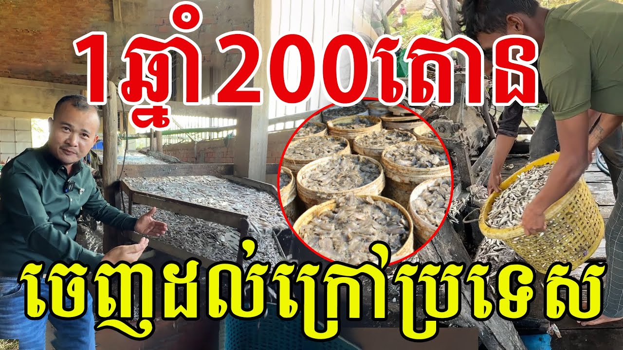 ១ឆ្នាំជាង២០០តោន​ នាំចេញដល់ក្រៅប្រទេសទៀត​ ពិតជាល្អពិសេសមែន