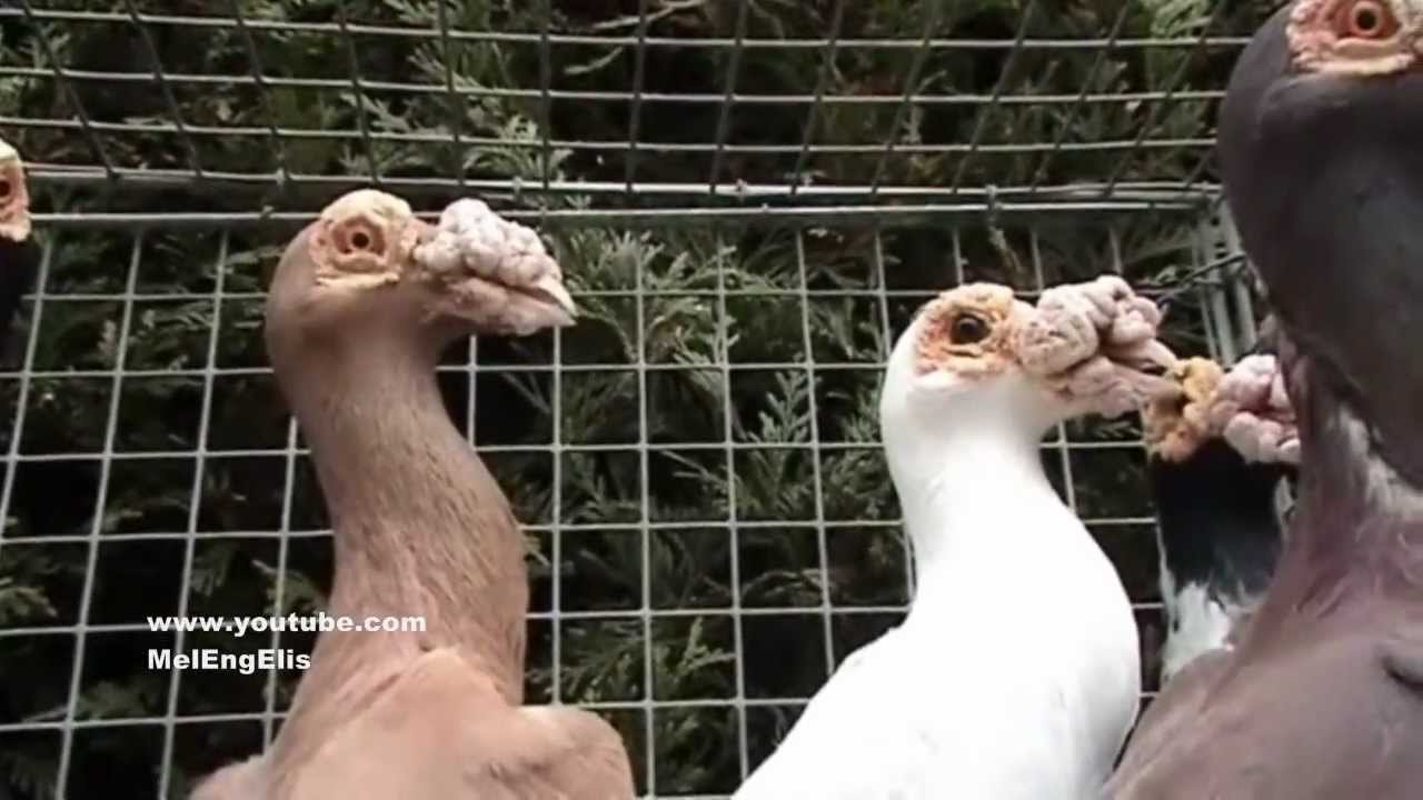 Pigeons Carriers