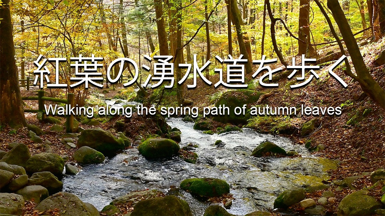 【秋の散策道】尚仁沢湧水群をのんびり歩きながら紅葉を楽しむSlow Walk Through Shoninzawa Spring in Fall Colors