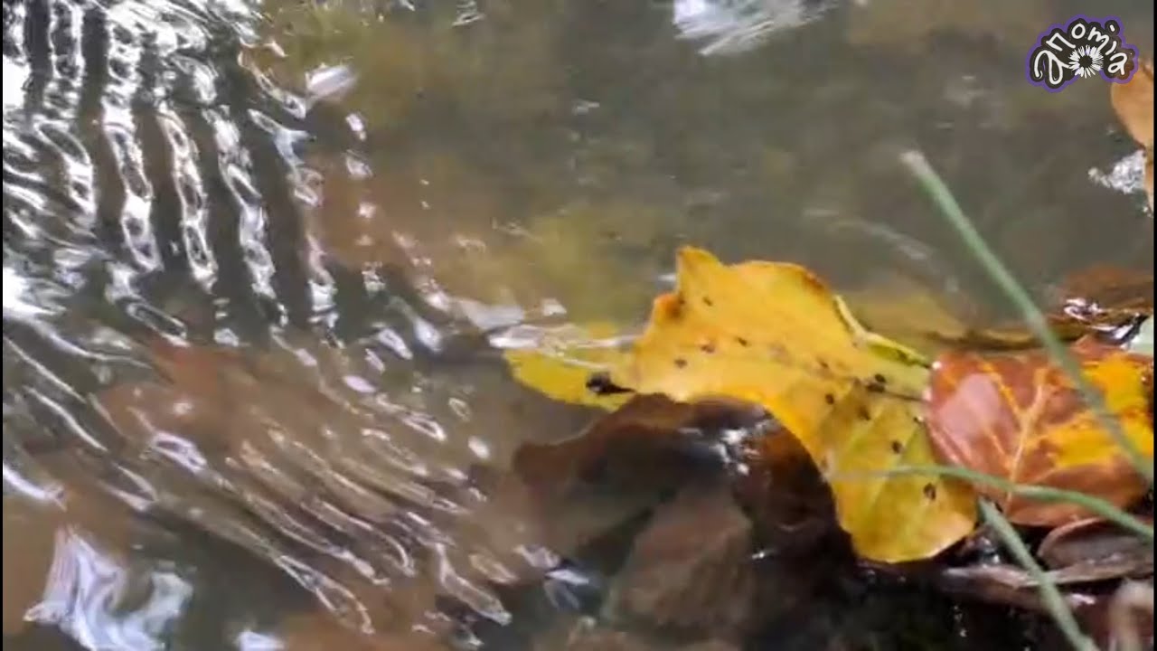 Herbstfliessendes – Bilder und Musik zum Träumen und Entspannen | Anomia  & Schallplan