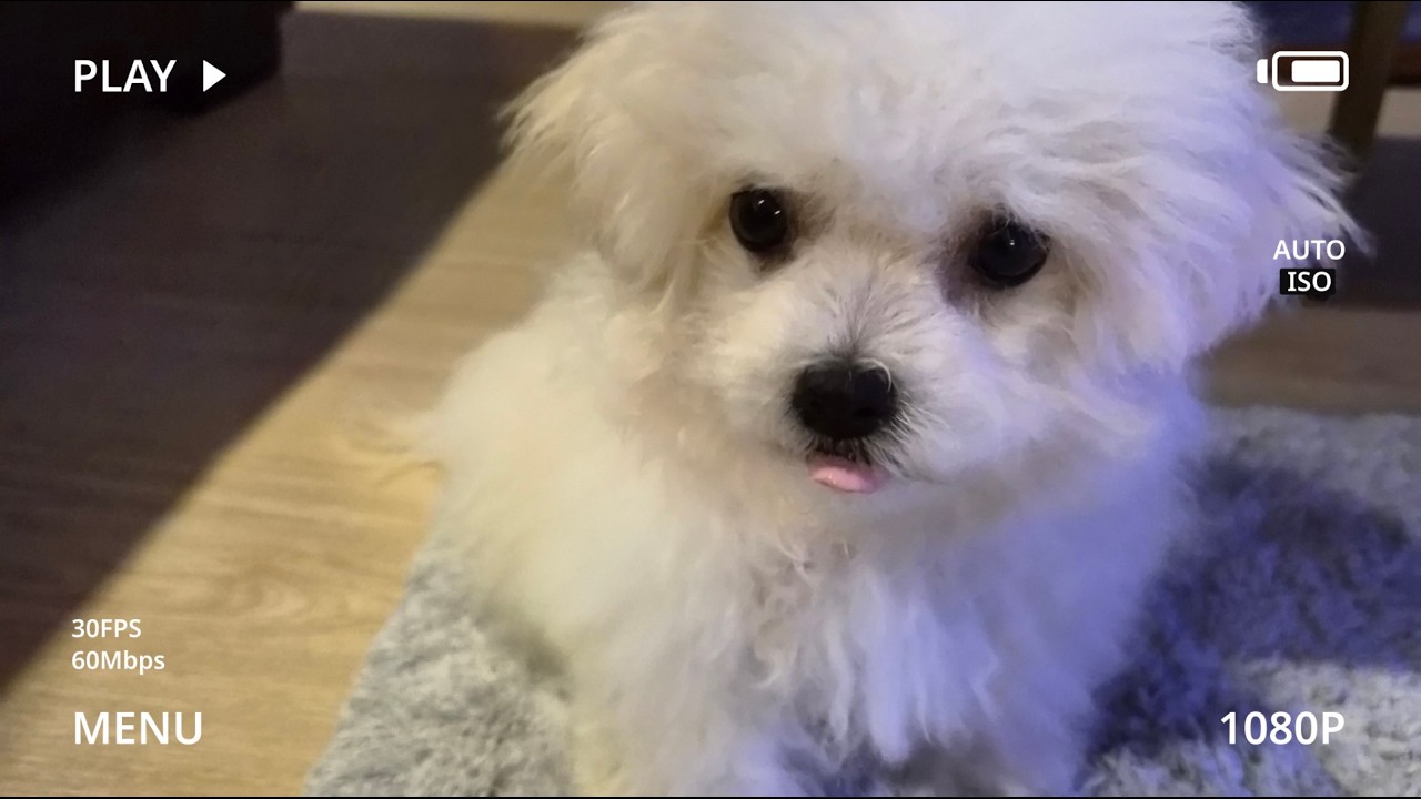 비숑 첫만남❤️