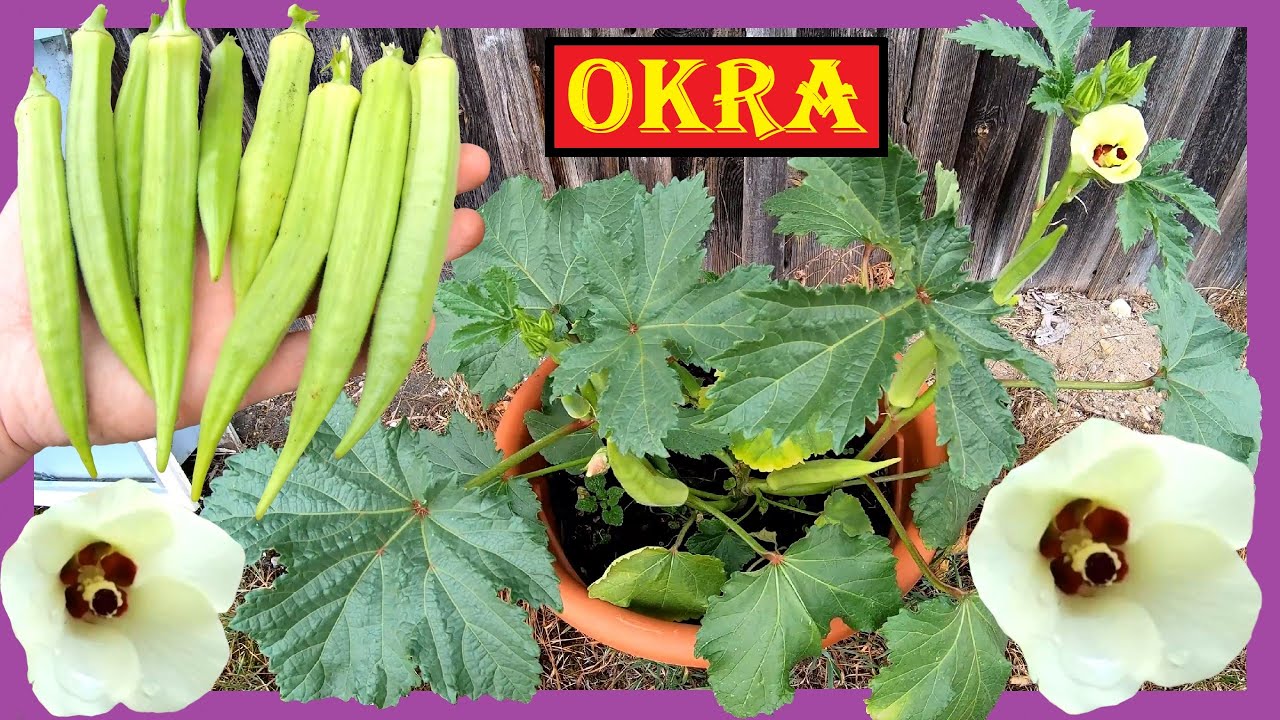 🌱 Okra anbauen 🍀🏵 Okras / Gemüse-Eibisch anpflanzen Aussaat bis Ernte - Erstversuch 🌞 Okra säen