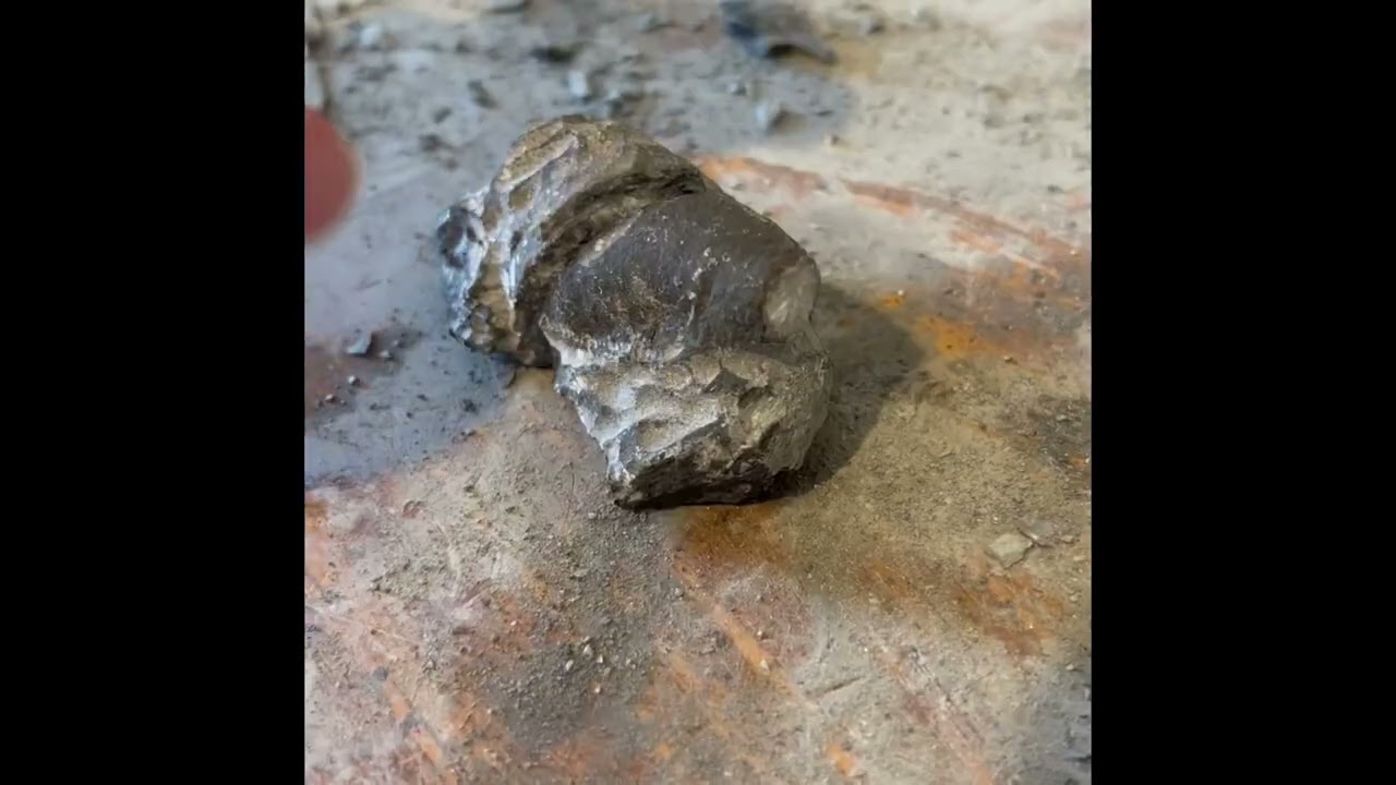North Alabama Fossil Collection