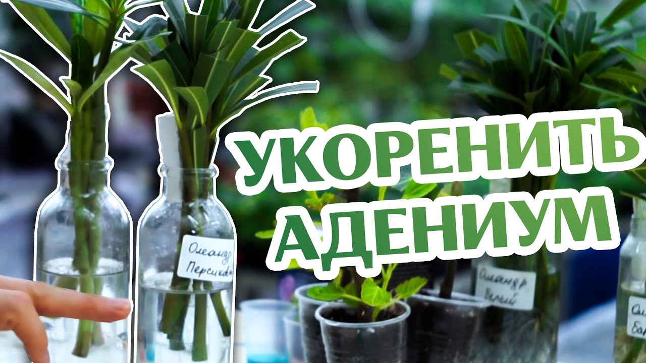 Как Укоренить Черенки Адениума и Олеандра...