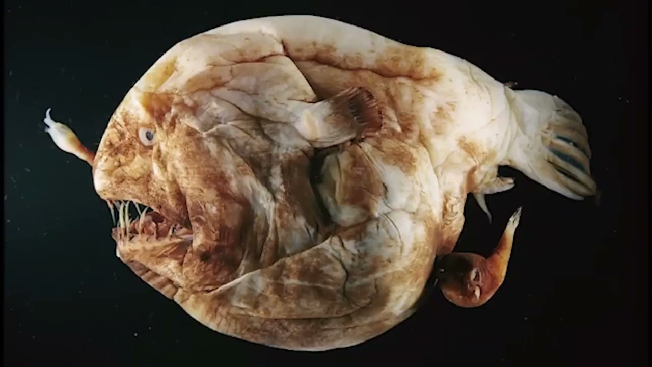 The Mysterious Lives of Marine Tranche An Insight into their Ecology and Behavior