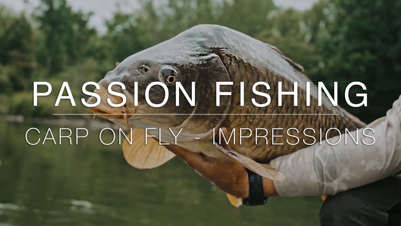 Passion Fishing | Carp On Fly - Impressions