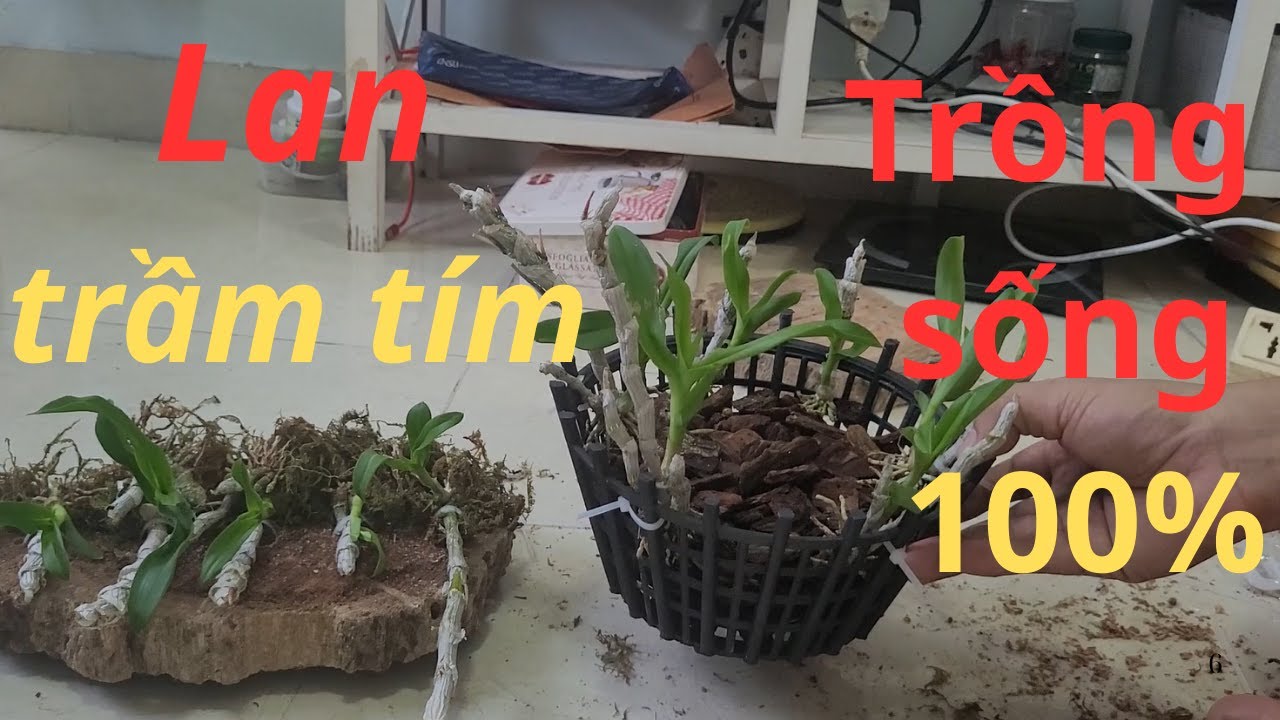 Lan trầm tím rừng / Cách trồng và chăm sóc sống 100%