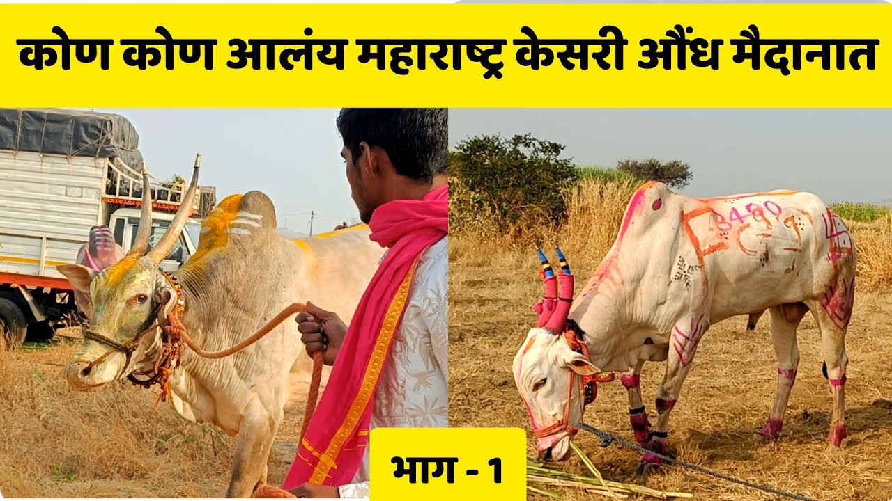 कोण कोण आलंय महाराष्ट्र केसरी औंध मैदानात | भाग - 1