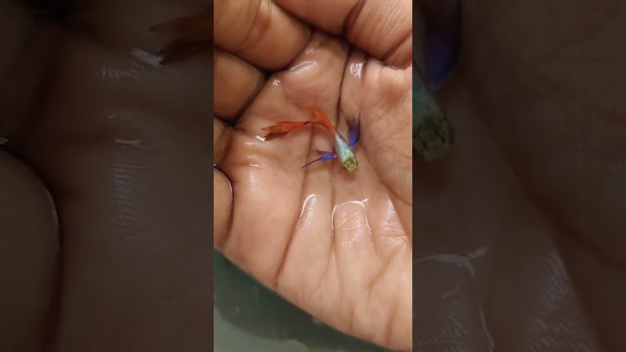 PLATINUM RED TAIL BIG EAR GUPPY/BETTA KID/GUPPY/🐟🐟🐟