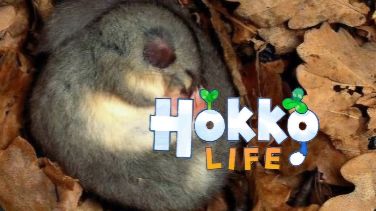 Let's Play Hokko Life #033 [Fangen wir einen Oleander🦋]