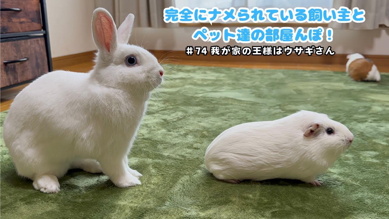 仲良しのウサギとモルモットが一緒に部屋んぽ！完全にナメられている飼い主…！？