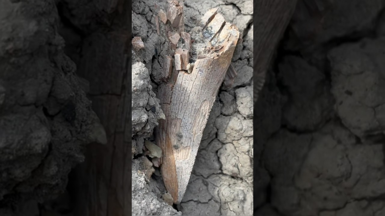 First find of the day was a good one! Dinosaur fossil hunting